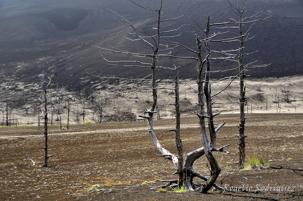 En el valle del parque del Tolbachik se encuentra este bosque quemado que lo arrasó la erupción de 1.975